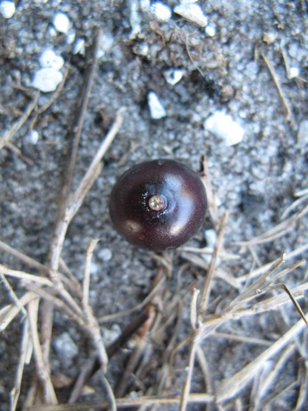              Fruit (Winter Haven, FL)       